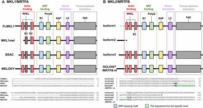 Regulation of Dendritic Synaptic Morphology and Transcription by the SRF Cofactor MKL/MRTF